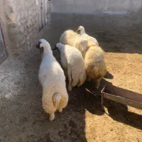 بره نر|حیوانات مزرعه|خرمآباد, |دیوار