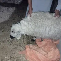 گوسفند