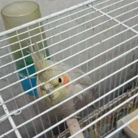 عروس هلندی فروشی