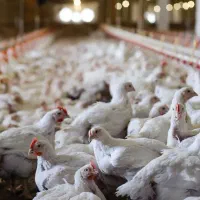 نیازمند-اجاره-مرغداری-گوشتی-مجهز