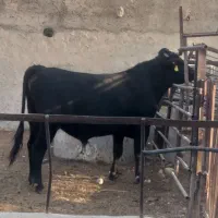 گوساله نرمشکی،جنگه،گاو|حیوانات مزرعه|شیراز, جرسقان|دیوار