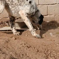 آلابای نر فروشی