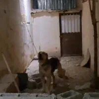 سگ سرابی نگهبان شش دانگ