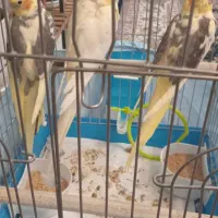 عروس هلندی|پرنده|هشتگرد, فاز ۲ مهستان|دیوار