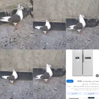 یخچال‌ک‌ب‌‌و‌تر