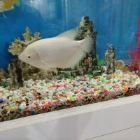 اسفراناموس