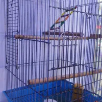 قفس 1033اصلی|لوازم جانبی حیوانات|جوانرود, |دیوار