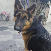 واگذاری سگ ژرمن شولاین ماده اصل|سگ|فیروزآباد (فارس), |دیوار