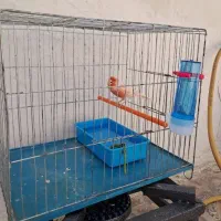 قناری نر پرتغالی|پرنده|بهار, |دیوار