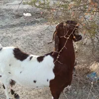 بز چاق سنگین بالای25کیلوگوشت خالص نزار مخصوص قصابی|حیوانات مزرعه|رودان, |دیوار