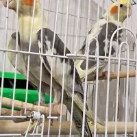 دو عدد عروس هلندی