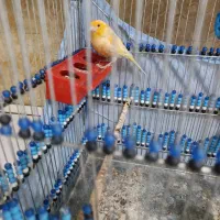 قناری نر و ماده|پرنده|ایلام, |دیوار