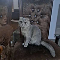 گربه زیبای اسکاتیش