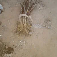 نهال زرشک|گل و گیاه طبیعی|زهان, |دیوار