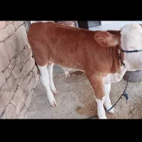 سیمیتال اصل درجه یک|حیوانات مزرعه|مسجد سلیمان, |دیوار