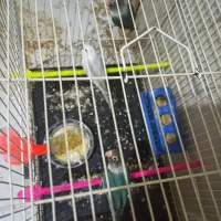 عروس هلندی کوتوله مرغ عشق|پرنده|مشهد, قائم|دیوار