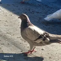 الله قوت ورسینده