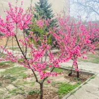 استخدام مشاور املاک