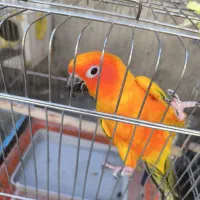 12جفت طوطی گرینجک ردفاکتوری|پرنده|بوکان, |دیوار