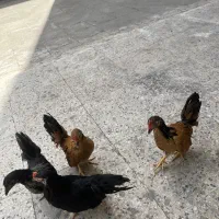 سه عدد مرغ خروس جاپنیز زینتی|حیوانات مزرعه|تهران, صد دستگاه|دیوار