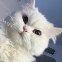 گربه ماده پرشین عروسکی