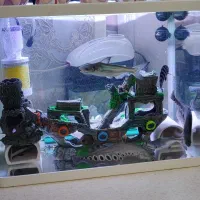 آکواریوم شیشه ای