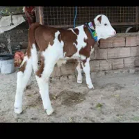 مرکز صادرات گوساله سیمینتال