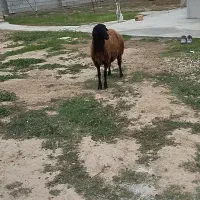 توقلی ماده|حیوانات مزرعه|سیمین شهر, |دیوار