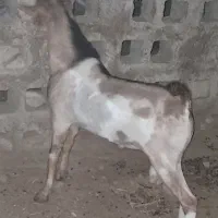 نری صومال قیمت توافقی|حیوانات مزرعه|خمیر, |دیوار