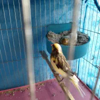 قناری نرو ماده مولد