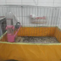 فنج نرگسی ۳ تاش نر مولد