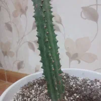 گل اف‌بی‌آی سبزوقرمز|گل و گیاه طبیعی|قزوین, |دیوار