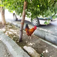 خروس محلی
