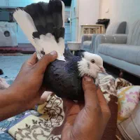 ی کفتر نر کاکلی شمرونی|پرنده|قرچک, شهرک طلائیه|دیوار