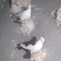 کبوتر جفتگاه|پرنده|مشهد, انقلاب|دیوار