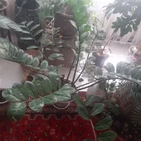 گل طبیعی آپارتمانی  .تعویض با تخت سنتی|گل و گیاه طبیعی|اصفهان, لاله|دیوار