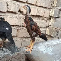 فروش جوجه اوشامو (لاری)