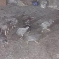 مرغ و خروس|حیوانات مزرعه|زاهدان, |دیوار