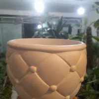 گیاه گلدان چی میخوای تعویض با انواع کاغذیجات باطله|گل و گیاه طبیعی|مشهد, شفا|دیوار