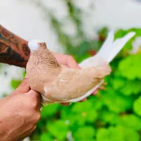 کفتر شازده زرد و هما ماده|پرنده|گرگان, |دیوار