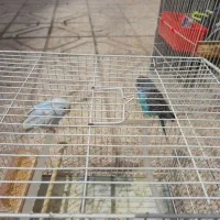 یک جفت مرغ عشق