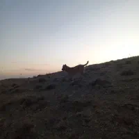 ‌واگذاری سگ سراب