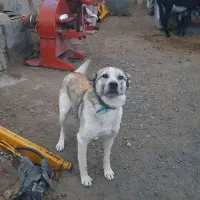 سگ گله نر و ماده|سگ|قروه, |دیوار