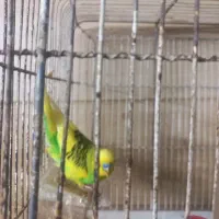 یک عدد مرغ عشق نر خوش رنگ جوان بلند.