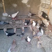 کفتر