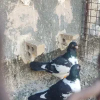 کفترابلغ افغانی با جوجه معاوضه با قناری