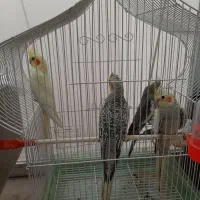 عروس هلندی ارمنی