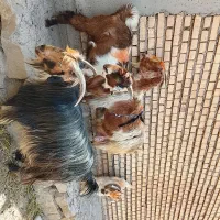 بز وا بیگ