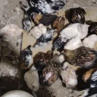 ویاندوت واپنزلر|حیوانات مزرعه|بهشهر, |دیوار