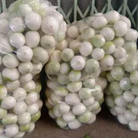 پیاز پوست کنده و پوره پیاز آبگرفته وکیوم